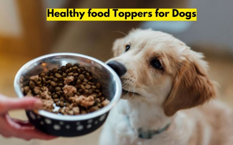 Healthy Food Toppers for Dogs