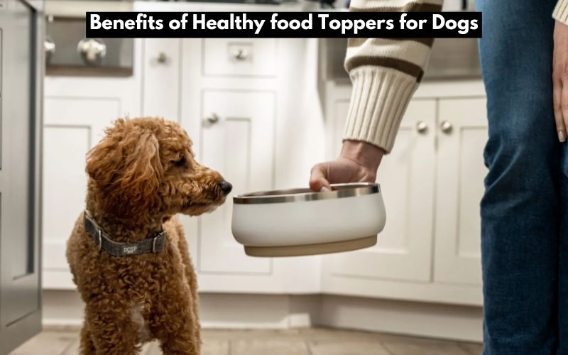 Healthy food Toppers for Dogs