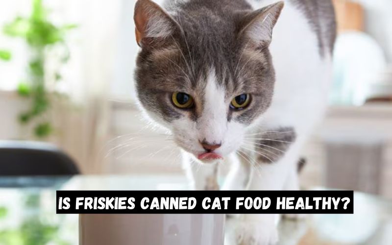 Is Friskies Canned Cat Food Healthy