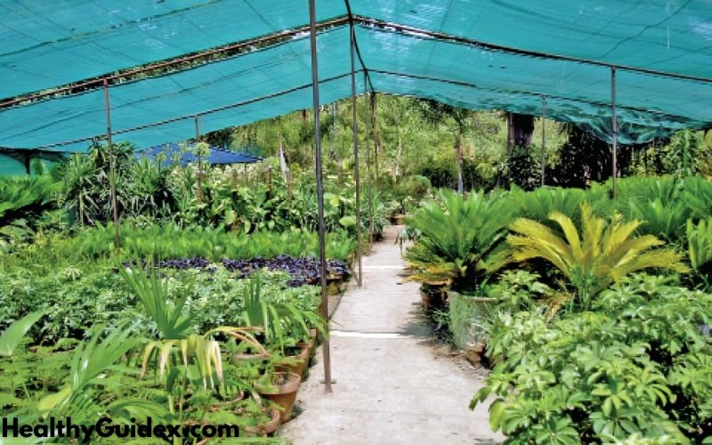 The Benefits of Plant Nurseries webfreen.com